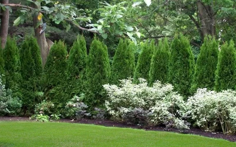 Emerald Green Arborvitae - 7 Gallon Pot (3-4') 9 Emerald Green Arborvitae - 7 Gallon Pot (3-4') - Image 7