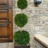 Emerald Green Arborvitae Poodle Tier Topiary (3 Ball) - 5 Gallon Pot 1 Emerald Green Arborvitae Poodle Tier Topiary (3 Ball) - 5 Gallon Pot -Garden Plants Shop thuja occidentalis emerald green arborvitae 3 ball poodle tier topiary 1