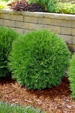 Planet Earth Arborvitae - 3 Gallon Pot -Garden Plants Shop thuja occidentalis planet earth arborvitae 4