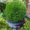Planet Earth Arborvitae - 3 Gallon Pot 1 Planet Earth Arborvitae - 3 Gallon Pot -Garden Plants Shop thuja occidentalis planet earth arborvitae 6