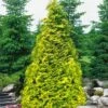 Sunshine Arborvitae (Thuja) - 1 Gallon Pot 2 Sunshine Arborvitae (Thuja) - 1 Gallon Pot -Garden Plants Shop thuja plicata sunshine arborvitae 2