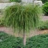 Whipcord Arborvitae (Single Trunk Topiary Tree) - 2 Gallon Pot -Garden Plants Shop thuja plicata whipcord arbirvitae topiary tree 1