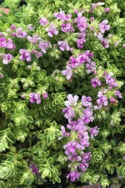 Highland Cream Creeping Thyme - 5 Pack Of Quart Pots -Garden Plants Shop thyme highland cream 500x750 1