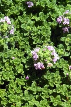 Leprechaun Creeping Thyme - 6 Pack Of Pint Pots -Garden Plants Shop thyme leprechaun 500x750 1