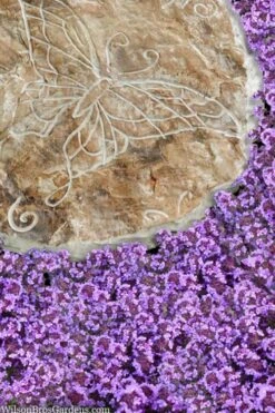 Caborn Wine & Roses Creeping Thyme - 5 Pack Of Pint Pots -Garden Plants Shop thymus caborn wine and roses 2 1