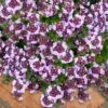 Caborn Wine & Roses Creeping Thyme - 5 Pack Of Quart Pots -Garden Plants Shop thymus caborn wine and roses 3