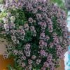 Doone Valley Thyme - 6 Pack Of Pink Pots -Garden Plants Shop thymus citriodorus doon valley 1