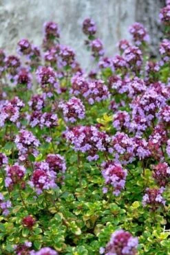 Doone Valley Thyme - 6 Pack Of Pink Pots -Garden Plants Shop thymus citriodorus doone valley 3