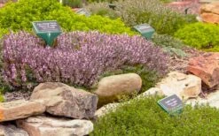 Spicy Orange Thyme - 6 Pack Of Pint Pots 11 Spicy Orange Thyme - 6 Pack Of Pint Pots -Garden Plants Shop thymus citriodorus golden lemon thyme 5