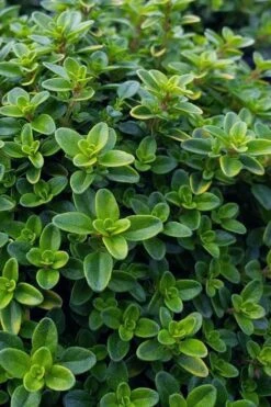 Lemon Creeping Thyme - 6 Pack Of Pint Pots -Garden Plants Shop thymus citrriodorus lemon thyme 1