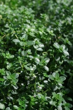 Lemon Creeping Thyme - 6 Pack Of Pint Pots -Garden Plants Shop thymus citrriodorus lemon thyme 2