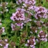 Lemon Creeping Thyme - 6 Pack Of Pint Pots -Garden Plants Shop thymus citrriodorus lemon thyme 3
