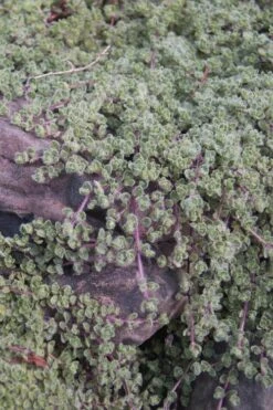 Woolly Creeping Thyme (Thymus Lanuginosis) - 6 Pack Of Pint Pots -Garden Plants Shop thymus lanuginosis wooly thyme 11