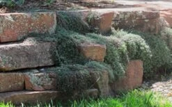 Woolly Creeping Thyme (Thymus Lanuginosis) - 10 Pack Of Pint Pots -Garden Plants Shop thymus lanuginosis wooly thyme 4 1