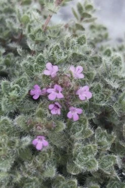 Woolly Creeping Thyme (Thymus Lanuginosis) - 6 Pack Of Pint Pots -Garden Plants Shop thymus lanuginosis wooly thyme 5