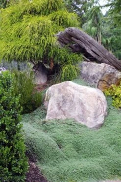 Woolly Creeping Thyme (Thymus Lanuginosis) - 10 Pack Of Pint Pots -Garden Plants Shop thymus lanuginosis wooly thyme 8 1