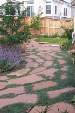 Woolly Creeping Thyme (Thymus Lanuginosis) - 6 Pack Of Pint Pots -Garden Plants Shop thymus lanuginosis wooly thyme 9