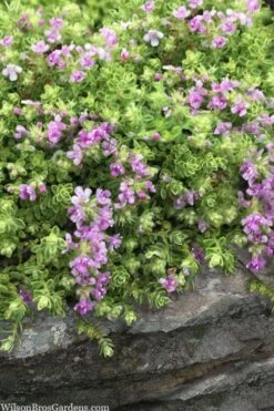 Highland Cream Creeping Thyme - 5 Pack Of Quart Pots -Garden Plants Shop thymus praecox highland creeping thyme 1