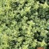Highland Cream Creeping Thyme - 5 Pack Of Quart Pots -Garden Plants Shop thymus praecox highland creeping thyme 6