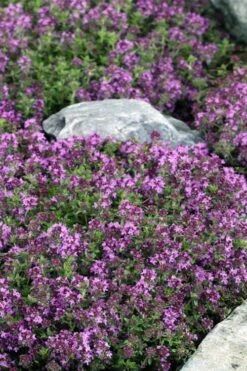 Magic Carpet Creeping Thyme (Thymus Serpyllum) - 6 Pack Of Pint Pots 11 Magic Carpet Creeping Thyme (Thymus Serpyllum) - 6 Pack Of Pint Pots -Garden Plants Shop thymus serpyllum magic carpet creeping thyme 2