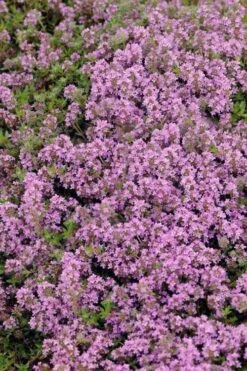 Magic Carpet Creeping Thyme (Thymus Serpyllum) - 6 Pack Of Pint Pots 10 Magic Carpet Creeping Thyme (Thymus Serpyllum) - 6 Pack Of Pint Pots -Garden Plants Shop thymus serpyllum magic carpet creeping thyme 7