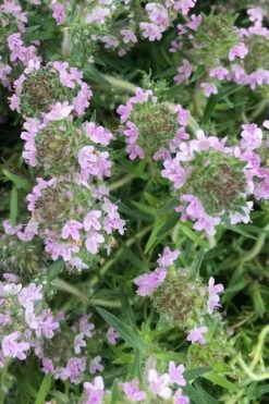 Spicy Orange Thyme - 6 Pack Of Pint Pots 12 Spicy Orange Thyme - 6 Pack Of Pint Pots -Garden Plants Shop thymus spicy orange thyme 11