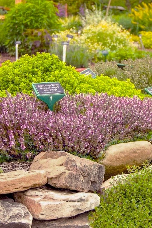 Spicy Orange Thyme - 6 Pack Of Pint Pots 3 Spicy Orange Thyme - 6 Pack Of Pint Pots