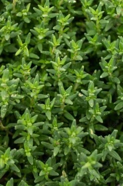 English Thyme (Thymus Vulgaris) - 6 Pack Of Pint Pots -Garden Plants Shop thymus vulgaris english thyme 2