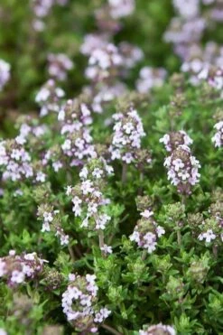 English Thyme (Thymus Vulgaris) - 6 Pack Of Pint Pots -Garden Plants Shop thymus vulgaris english thyme 4