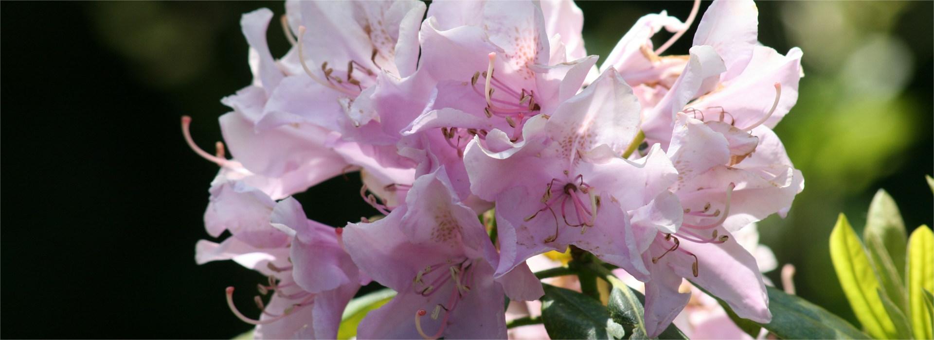 Garden Plants Shop -Garden Plants Shop tina xinia XzTqKSkQyqQ unsplash