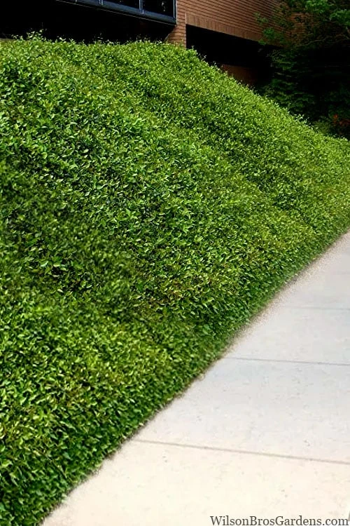 Asian Jasmine - Asiatic Jasmine - 18 Count Flat Of Pint Pots 3 Asian Jasmine - Asiatic Jasmine - 18 Count Flat Of Pint Pots