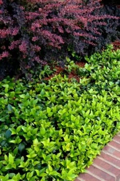 Asian Jasmine - Asiatic Jasmine - 18 Count Flat Of Pint Pots 19 Asian Jasmine - Asiatic Jasmine - 18 Count Flat Of Pint Pots -Garden Plants Shop trachelospermum asiaticum asian jasmine 2 1