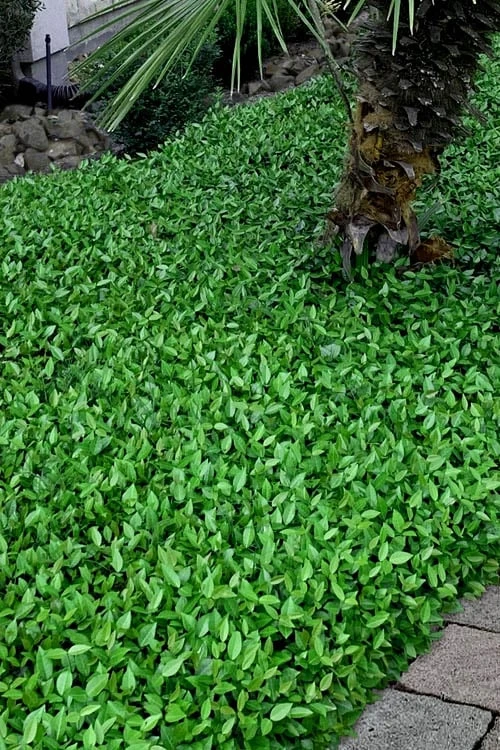 Asian Jasmine - Asiatic Jasmine - 6 Pack Of Pint Pots 10 Asian Jasmine - Asiatic Jasmine - 6 Pack Of Pint Pots - Image 8