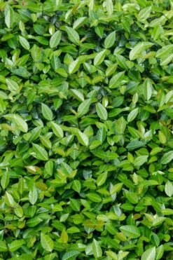 Asian Jasmine - Asiatic Jasmine - 18 Count Flat Of Pint Pots 17 Asian Jasmine - Asiatic Jasmine - 18 Count Flat Of Pint Pots -Garden Plants Shop trachelospermum asiaticum asian jasmine 6 1