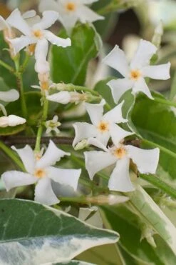 Variegated Confederate Jasmine - Trachelospermum Jasminoides - 6 Pack Of 1 Gallon Pots 12 Variegated Confederate Jasmine - Trachelospermum Jasminoides - 6 Pack Of 1 Gallon Pots -Garden Plants Shop trachelospermum jasminoides variegatum confederate jasmine 1
