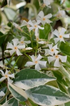 Variegated Confederate Jasmine - Trachelospermum Jasminoides - 6 Pack Of 1 Gallon Pots 13 Variegated Confederate Jasmine - Trachelospermum Jasminoides - 6 Pack Of 1 Gallon Pots -Garden Plants Shop trachelospermum jasminoides variegatum confederate jasmine 2