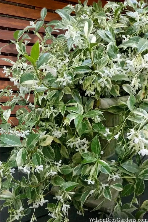 Variegated Confederate Jasmine - Trachelospermum Jasminoides - 6 Pack Of 1 Gallon Pots 3 Variegated Confederate Jasmine - Trachelospermum Jasminoides - 6 Pack Of 1 Gallon Pots