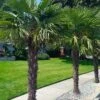 Windmill Cold Hardy Palm Tree - 1 Gallon Pot -Garden Plants Shop trachycarpus fortunei windmill palm 12 1