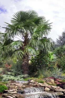 Windmill Cold Hardy Palm Tree - 1 Gallon Pot -Garden Plants Shop trachycarpus fortunei windmill palm 13 1