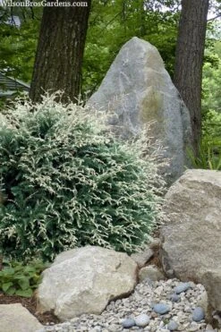 Gentsch White Frosted Dwarf Canadian Hemlock (Tsuga) - 3 Gallon Pot