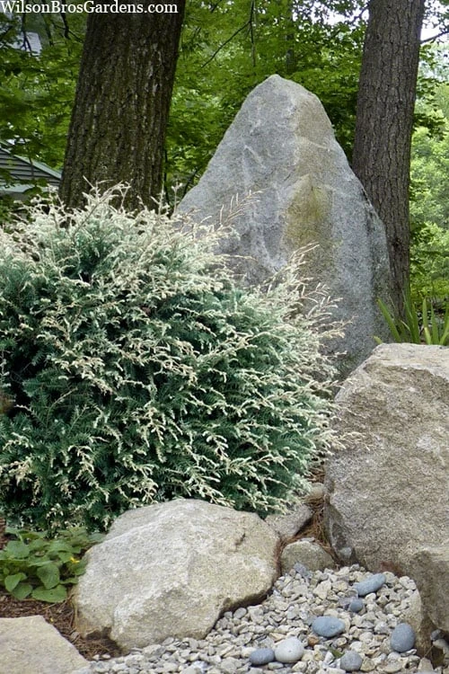 Gentsch White Frosted Dwarf Canadian Hemlock (Tsuga) - 3 Gallon Pot 3 Gentsch White Frosted Dwarf Canadian Hemlock (Tsuga) - 3 Gallon Pot