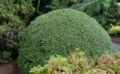 Gentsch White Frosted Dwarf Canadian Hemlock (Tsuga) - 3 Gallon Pot 8 Gentsch White Frosted Dwarf Canadian Hemlock (Tsuga) - 3 Gallon Pot -Garden Plants Shop tsuga canadensis grentsch white canadian hemlock 20