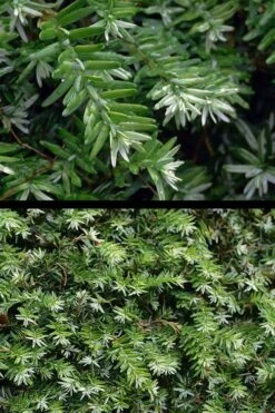 Gentsch White Frosted Dwarf Canadian Hemlock (Tsuga) - 3 Gallon Pot 9 Gentsch White Frosted Dwarf Canadian Hemlock (Tsuga) - 3 Gallon Pot -Garden Plants Shop tsuga canadensis grentsch white canadian hemlock 21