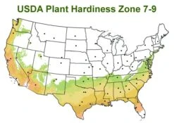 Chisato No Aki Camellia Japonica - 3 Gallon Pot -Garden Plants Shop usda zone 7 9 map 600x425 1