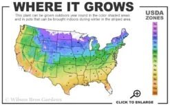 Mrs. Robert Brydon Clematis - 1 Gallon Pot 14 Mrs. Robert Brydon Clematis - 1 Gallon Pot -Garden Plants Shop usda zone map 8