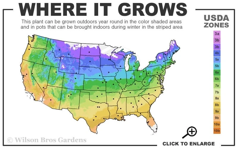 Mrs. Robert Brydon Clematis - 1 Gallon Pot 5 Mrs. Robert Brydon Clematis - 1 Gallon Pot - Image 3