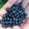 Wild Lowbush Blueberry Plant - 1 Gallon -Garden Plants Shop vaccinium angustifolium low bush blueberry 8