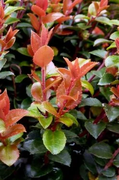 Evergreen Huckleberry (Vaccinium Ovatum) -3 Gallon Pot -Garden Plants Shop vaccinium ovatum evergreen huckleberry 10