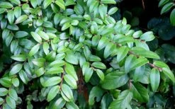 Evergreen Huckleberry (Vaccinium Ovatum) -3 Gallon Pot -Garden Plants Shop vaccinium ovatum evergreen huckleberry 12