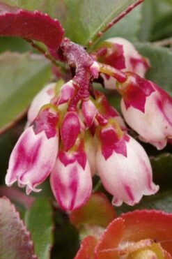 Evergreen Huckleberry (Vaccinium Ovatum) -3 Gallon Pot -Garden Plants Shop vaccinium ovatum evergreen huckleberry 4